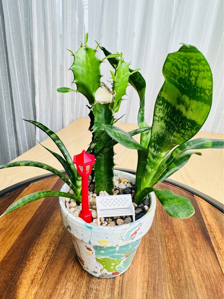 Unique handmade pot & low maintenance plant - photo 2