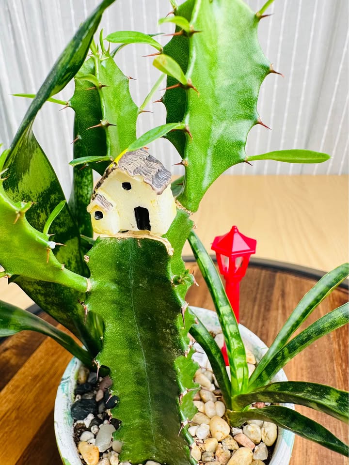 Unique handmade pot & low maintenance plant - photo 3