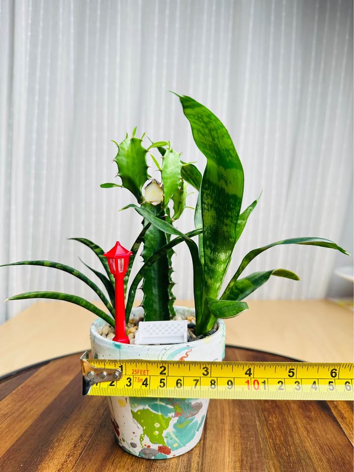 Unique handmade pot & low maintenance plant - photo 4