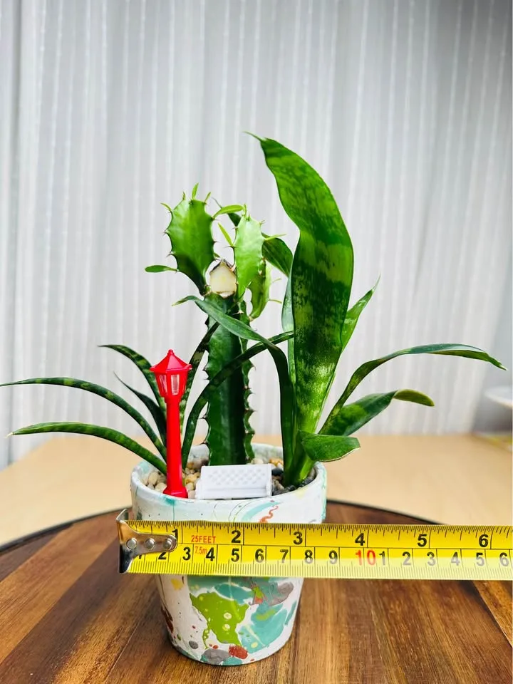 Unique handmade pot & low maintenance plant image indicator(4)