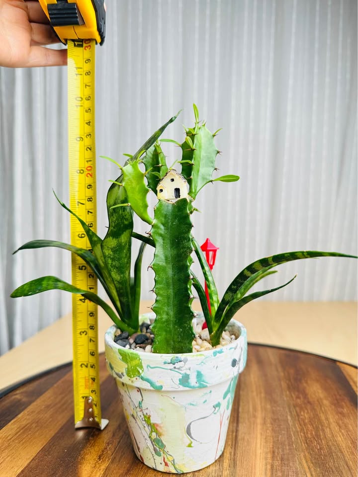 Unique handmade pot & low maintenance plant - photo 5