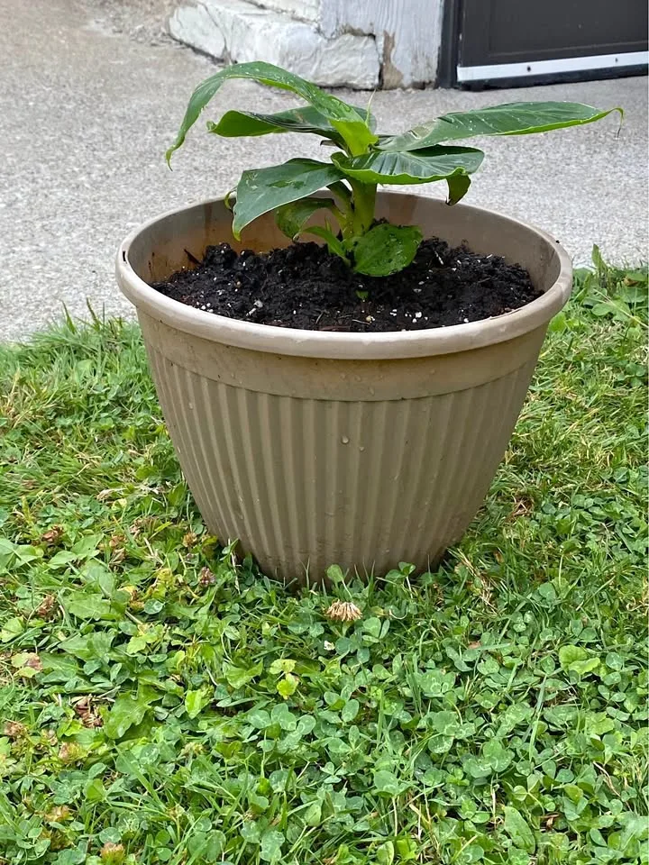 Banana plant thumbnail