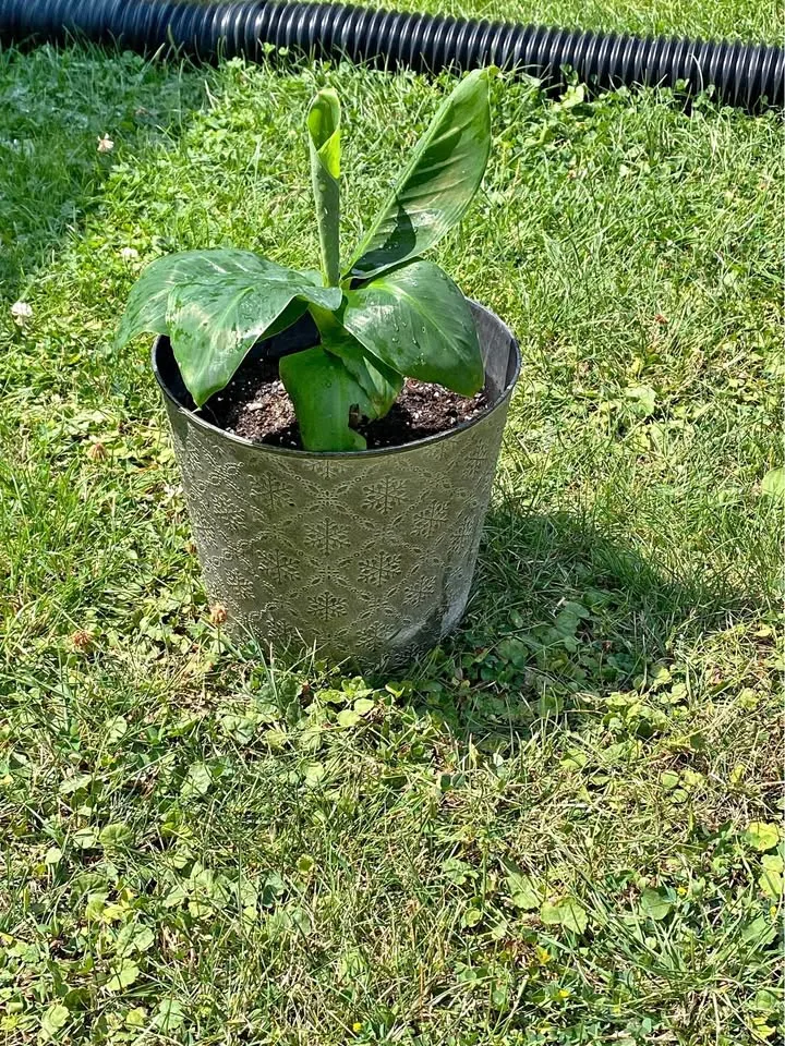 Banana plant thumbnail