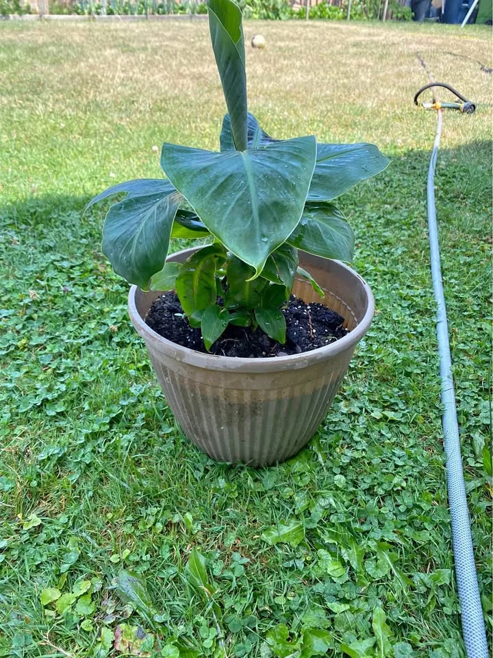 Banana plant thumbnail