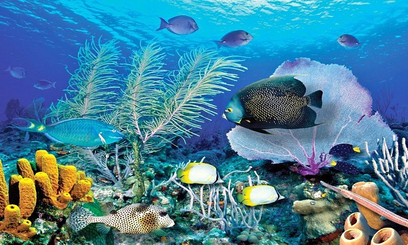 Biggies Window Well Scenes - Ocean-100