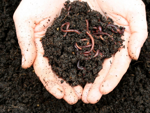 Red Wigglers to turn your food scraps in a rich and ready soil