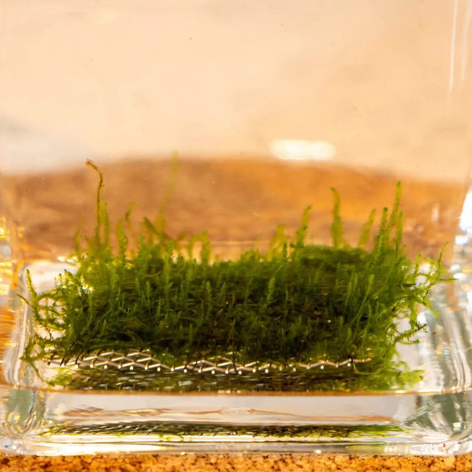 Flame moos - Aquarium plants image indicator(2)