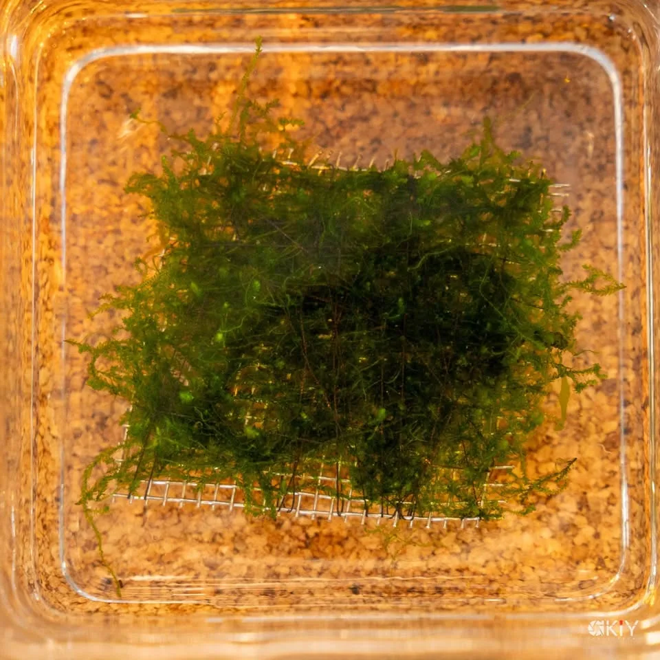 Flame moos - Aquarium plants image indicator(3)