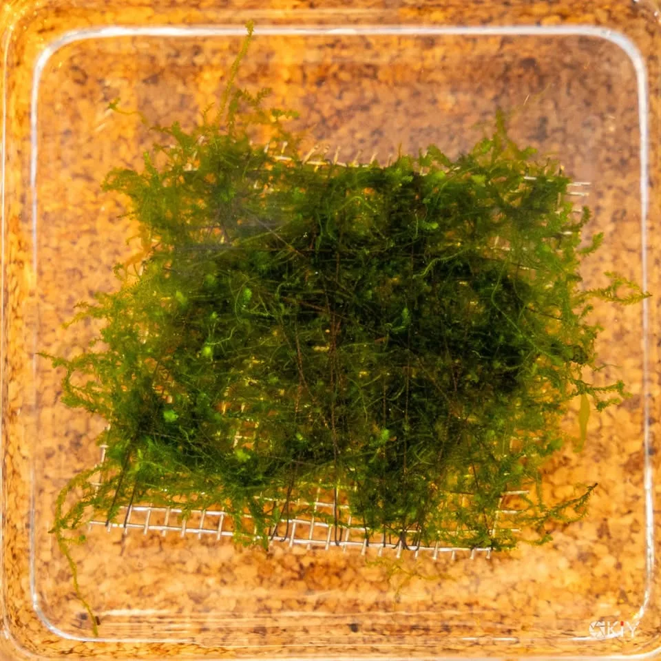 Flame moos - Aquarium plants image indicator(4)