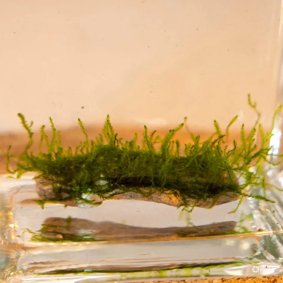 Flame moos - Aquarium plants image indicator(5)