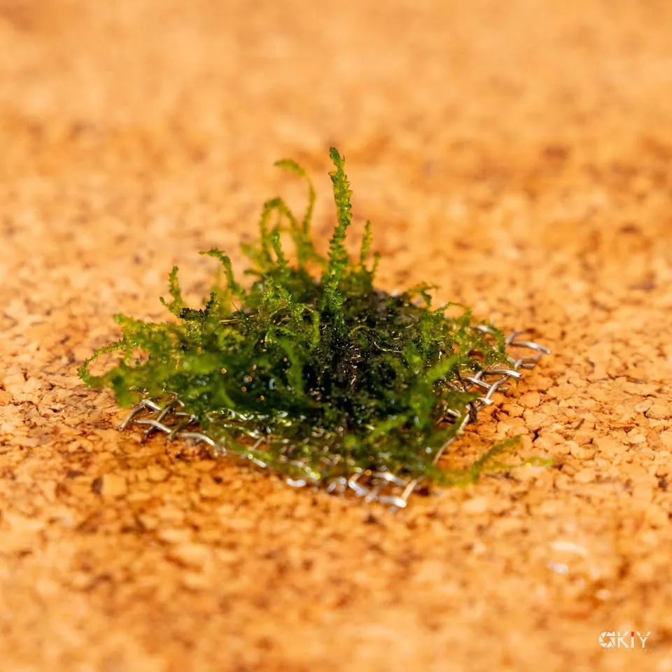 Flame moos - Aquarium plants image indicator(9)