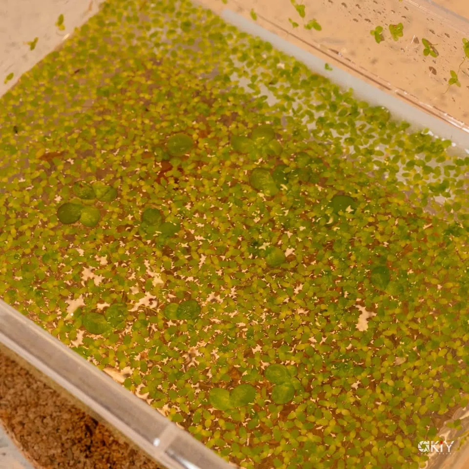 Aquarium floating plants image indicator(3)