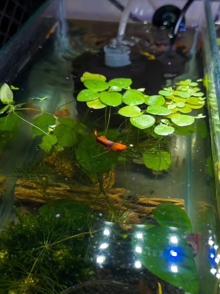 Aquarium floating plants image indicator(6)