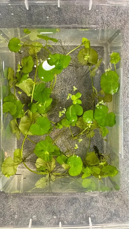 Aquarium floating plants image indicator(7)