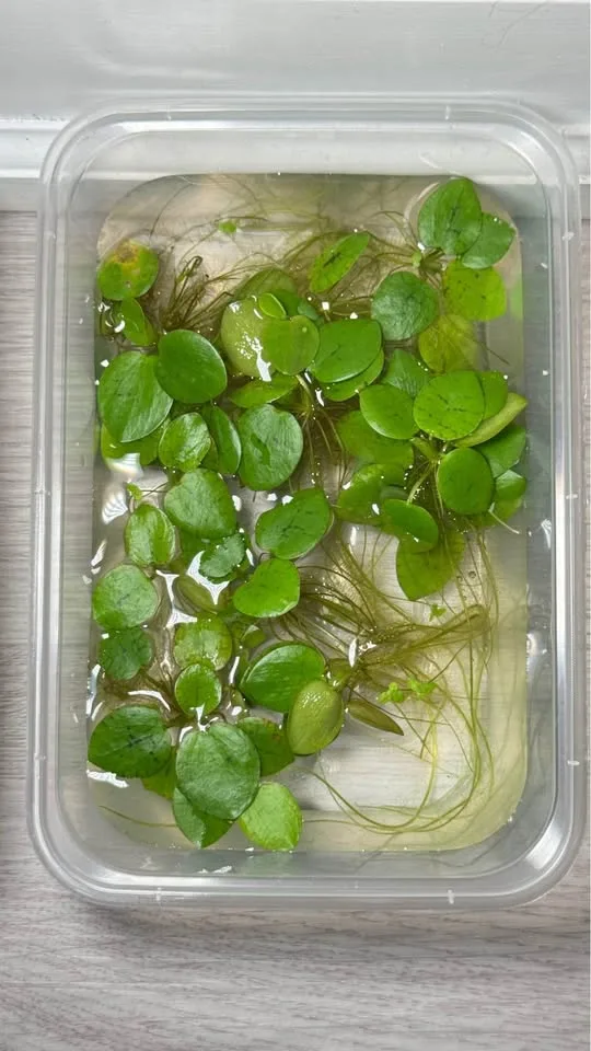 Aquarium floating plants image indicator(8)