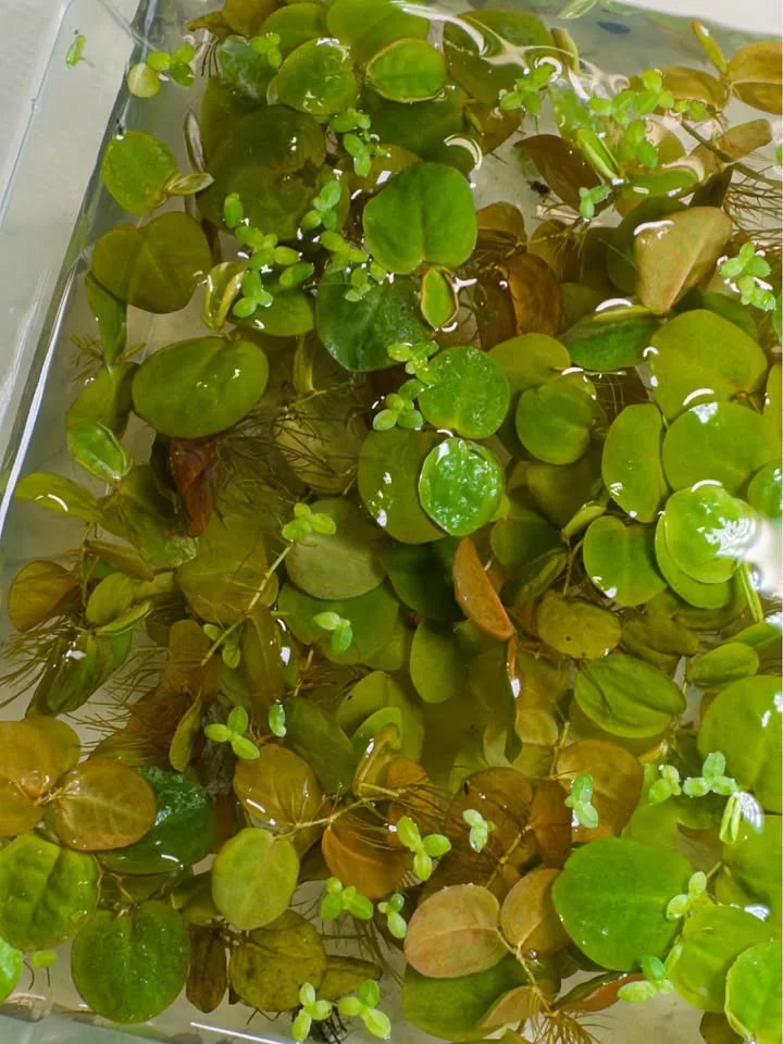 Red Root Floater - Aquarium Plants image indicator(2)