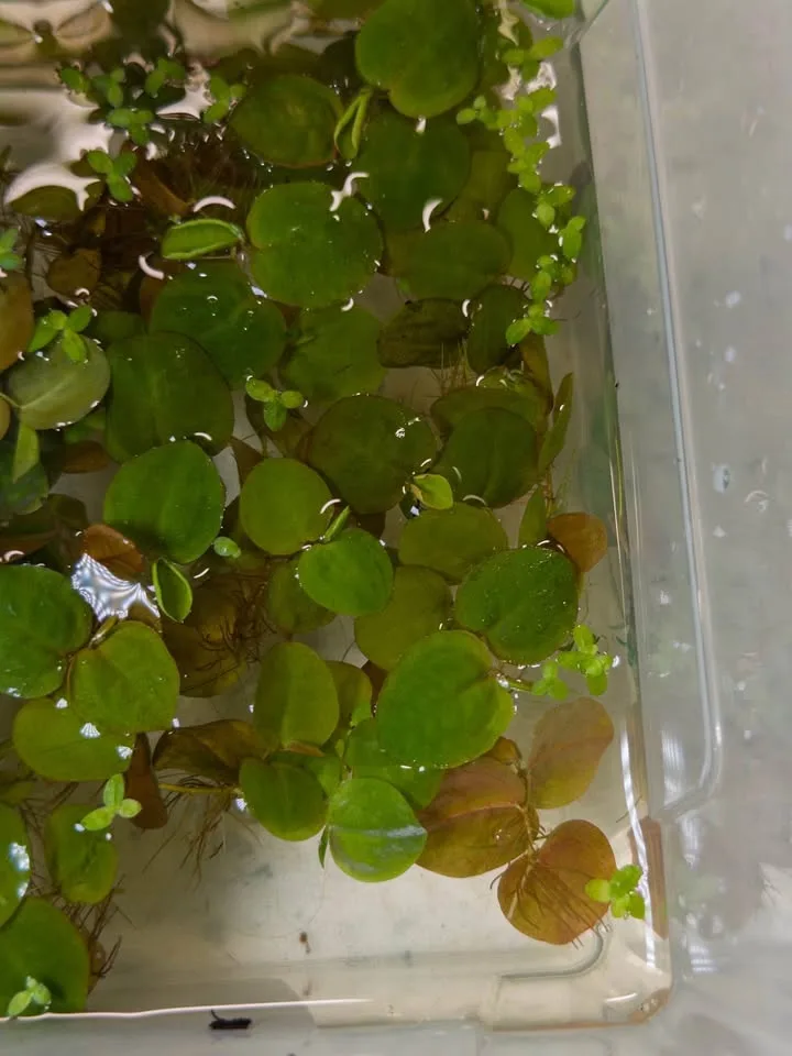 Red Root Floater - Aquarium Plants image indicator(3)