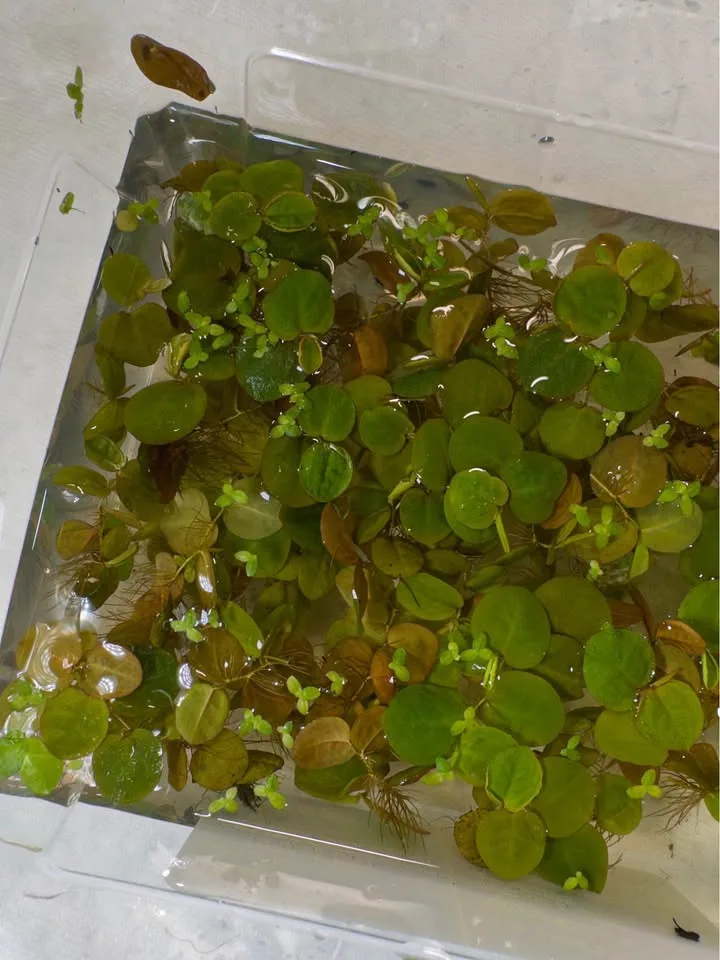 Red Root Floater - Aquarium Plants image indicator(4)