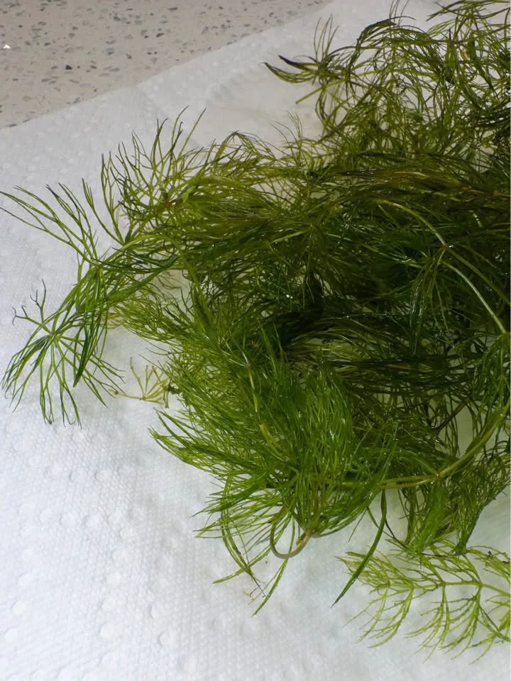 Hornwort Aquatic - Aquarium Plant image indicator(3)