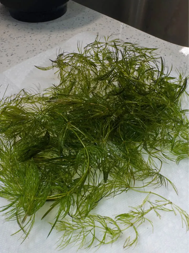 Hornwort Aquatic - Aquarium Plant image indicator(4)