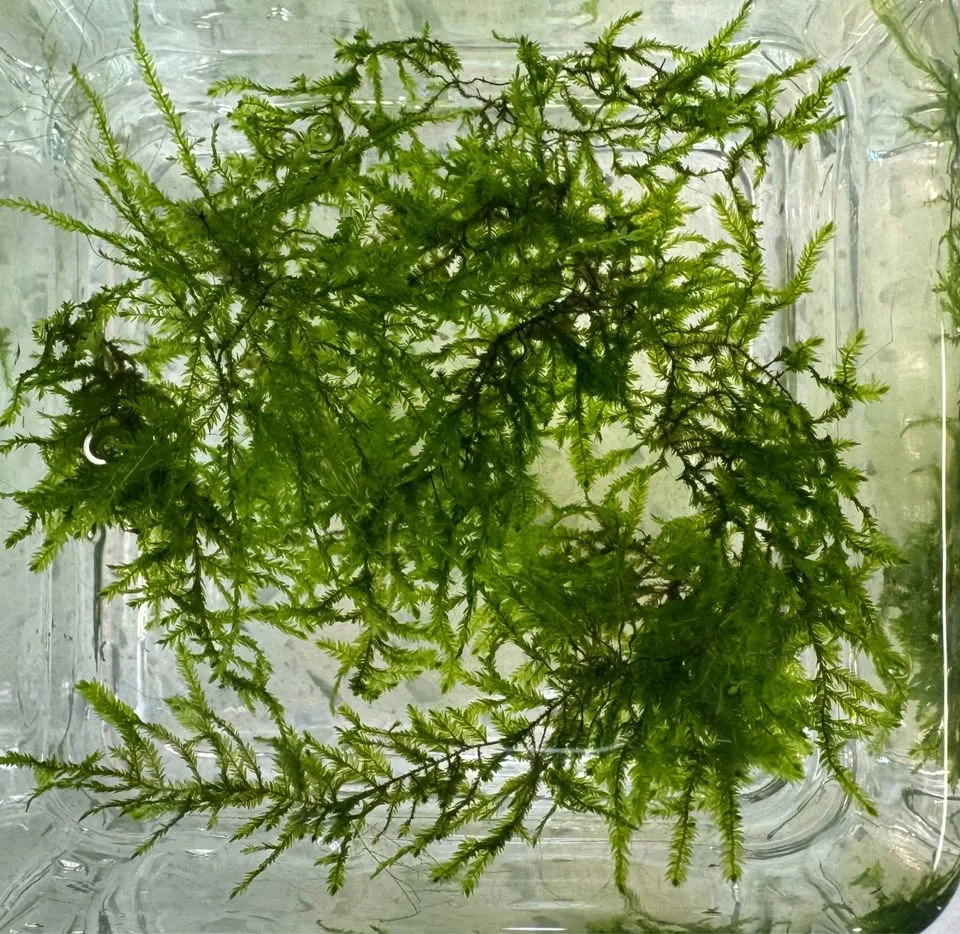Java Moss - Aquarium Plants image indicator(3)