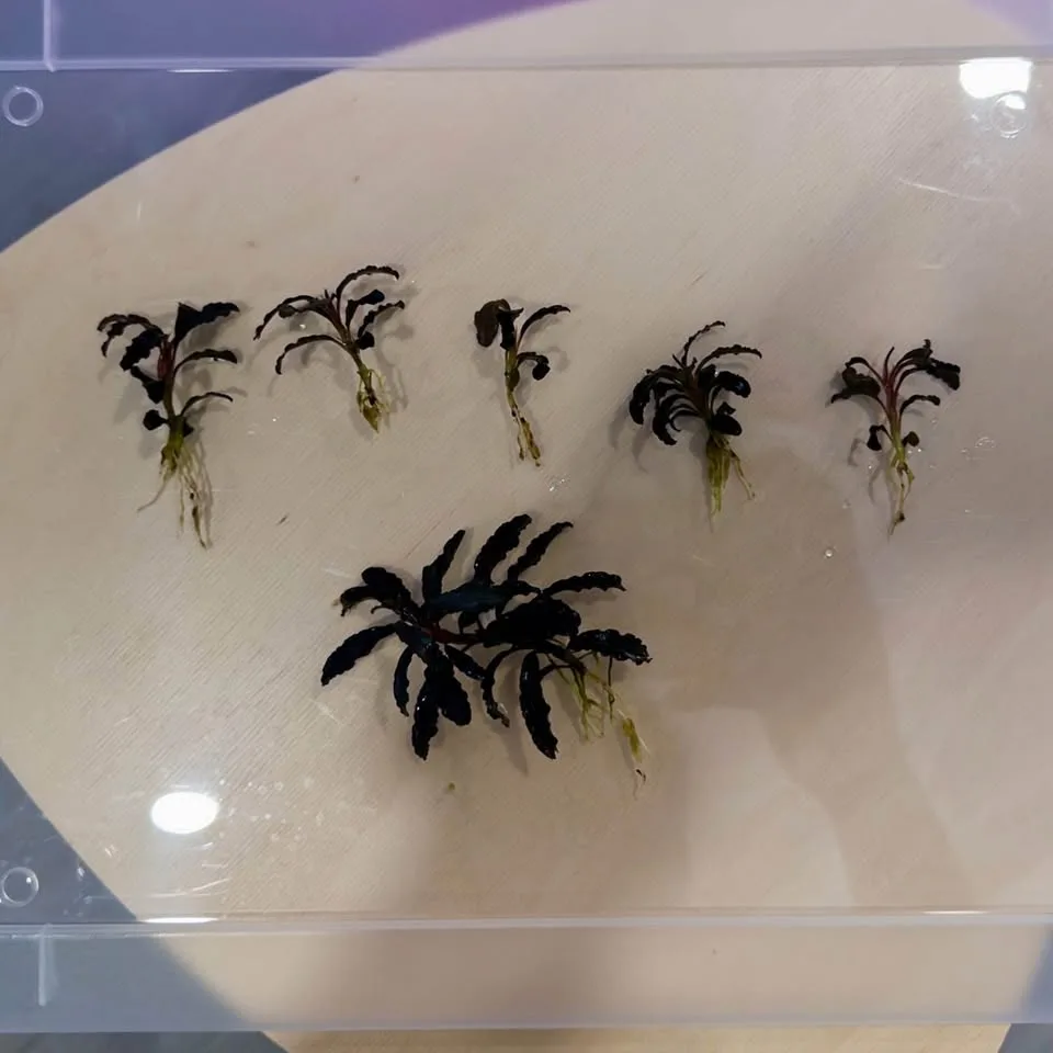 Bucephalandra brownie red aquarium plants image indicator(3)