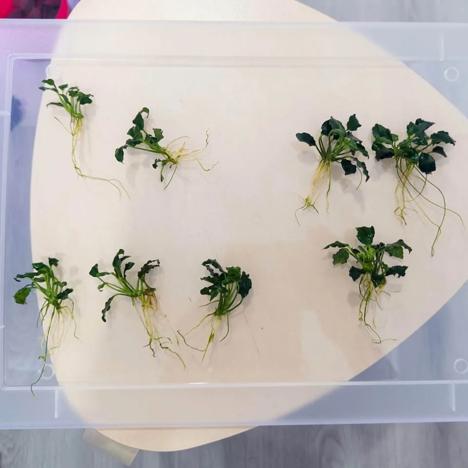 Anubias 'Kirin Mini' aquarium plants image indicator(3)