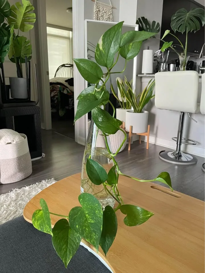 HEALTHY Pothos Plant image indicator(2)