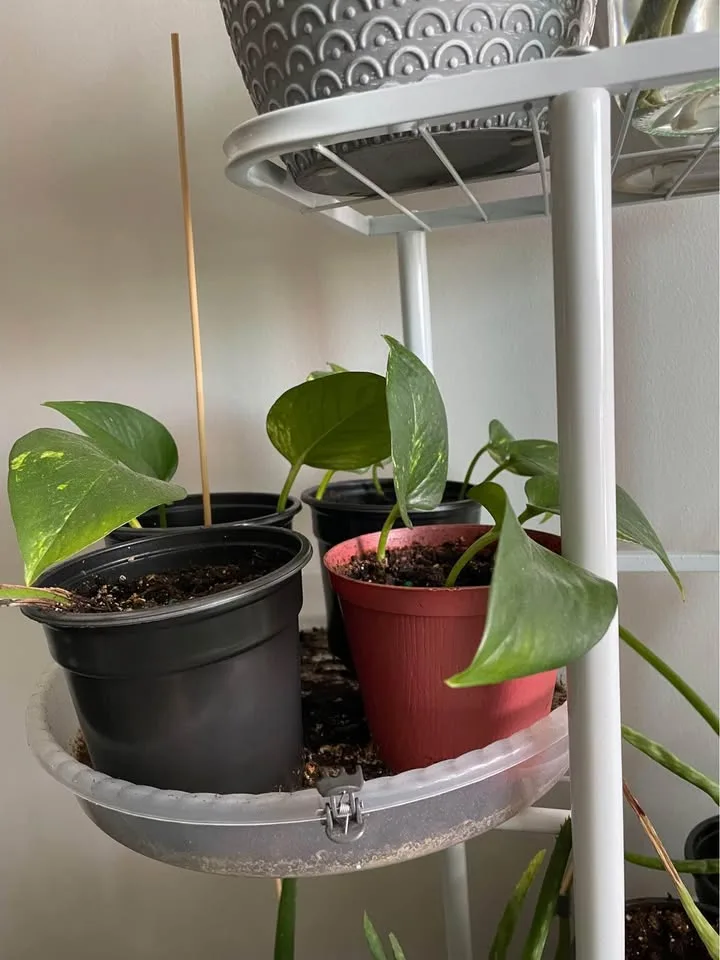 HEALTHY Pothos Plant image indicator(3)