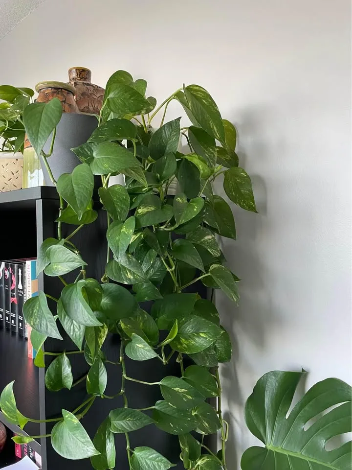 HEALTHY Pothos Plant image indicator(4)