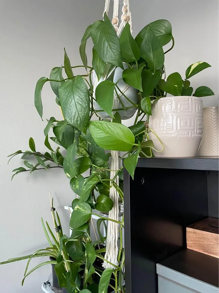 HEALTHY Pothos Plant image indicator(5)