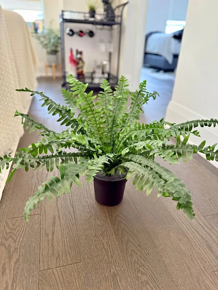IKEA FEJKA Artificial Fern – Discontinued in Canada, Like New thumbnail