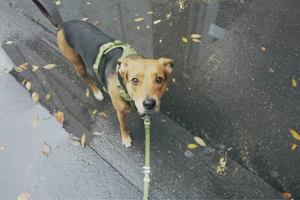 Canon EOS Rebel SL1 DSLR Camera Starter Kit image indicator(9)