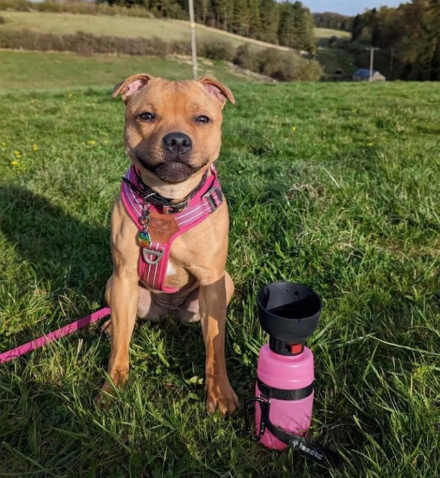 Pet Water Bottle for Dogs!
