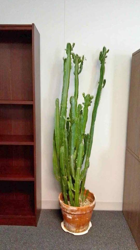 5 ft cactus