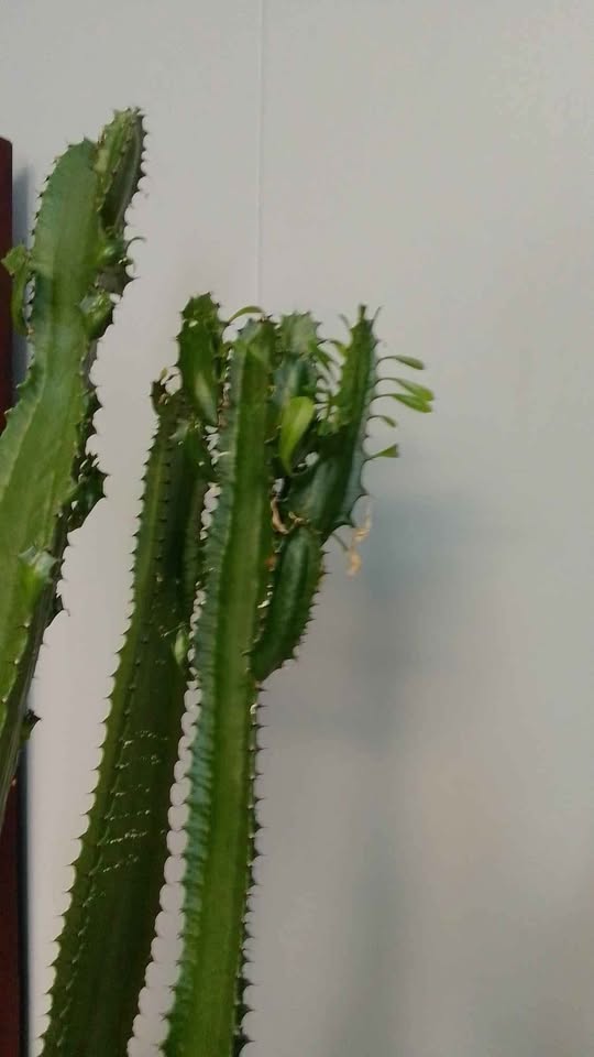 5 ft cactus - photo 2
