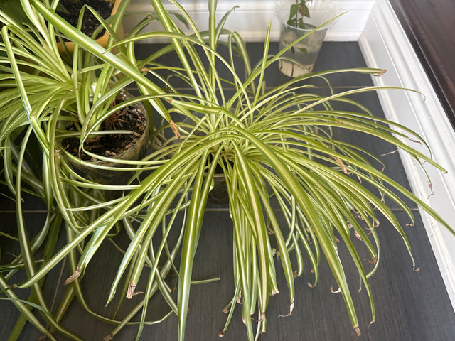 Spider Plant