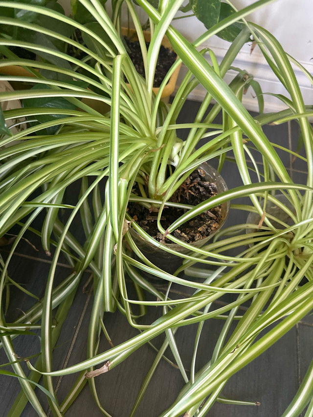 Spider Plant - photo 2