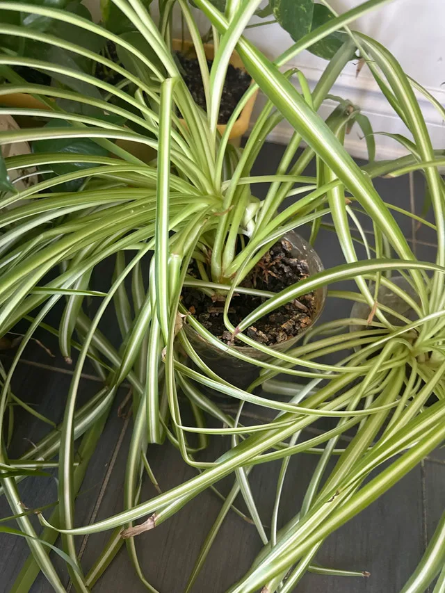 Spider Plant image indicator(2)