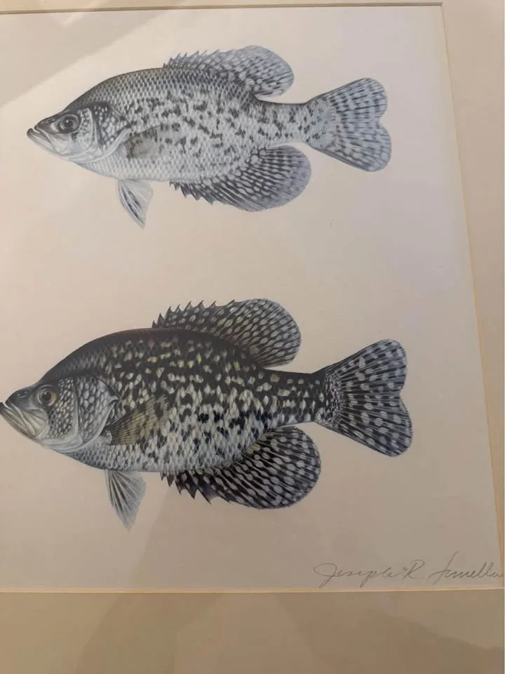 Joseph R. Tomelleri – “White & Black Crappie” image indicator(2)