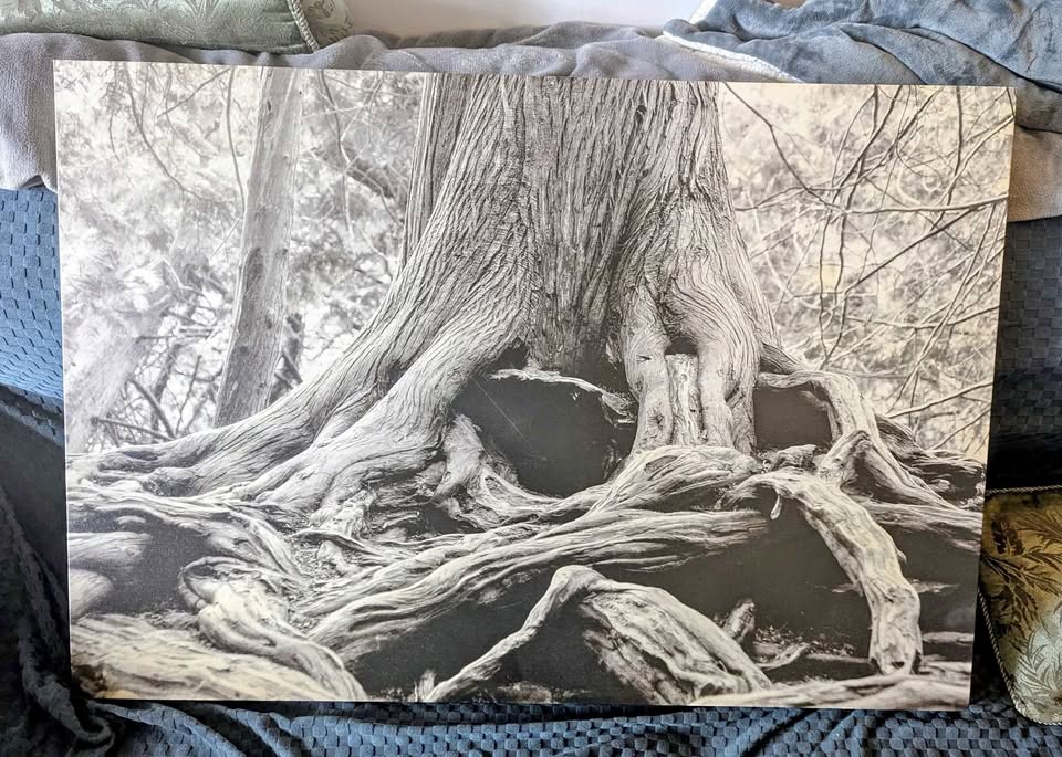 Large Black and White Canvas Print - "Ancient Roots"