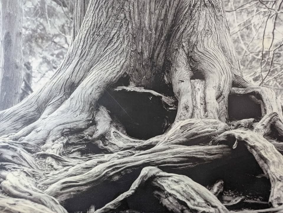 Large Black and White Canvas Print - "Ancient Roots" - photo 2