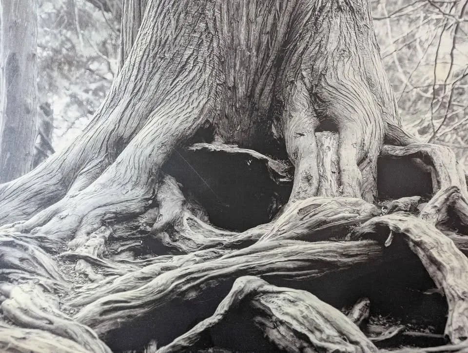 Large Black and White Canvas Print - "Ancient Roots" image indicator(2)