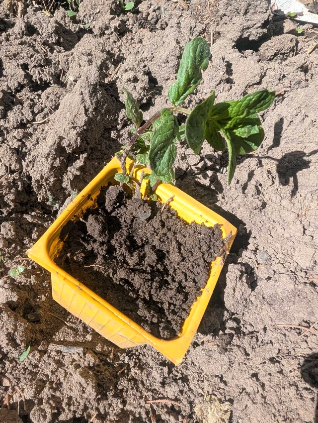Mint plant