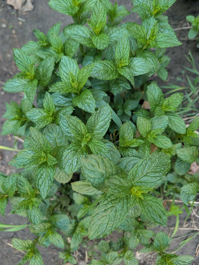 Mint plant - photo 2