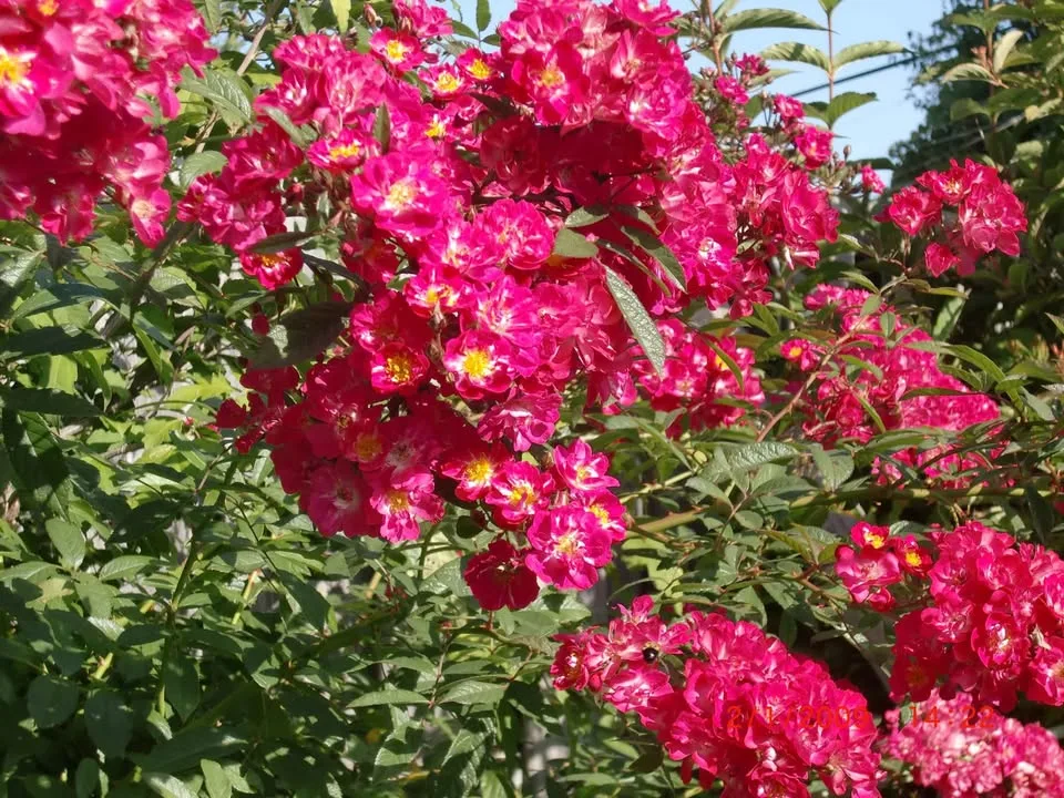 Casio Digital Camera Exilim EX-S12 digital camera image indicator(3)