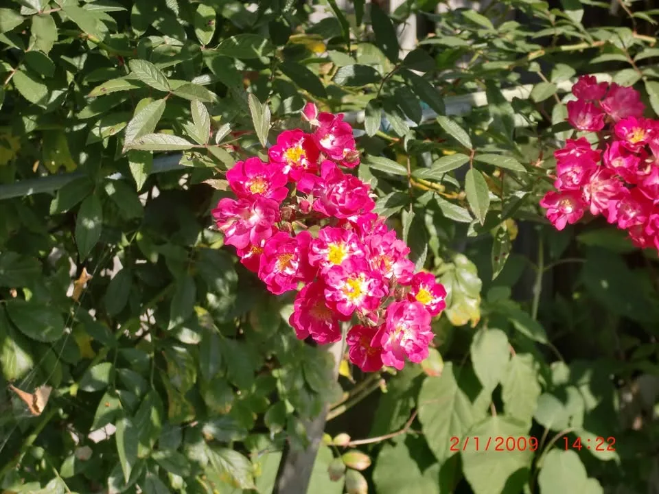 Casio Digital Camera Exilim EX-S12 digital camera image indicator(4)