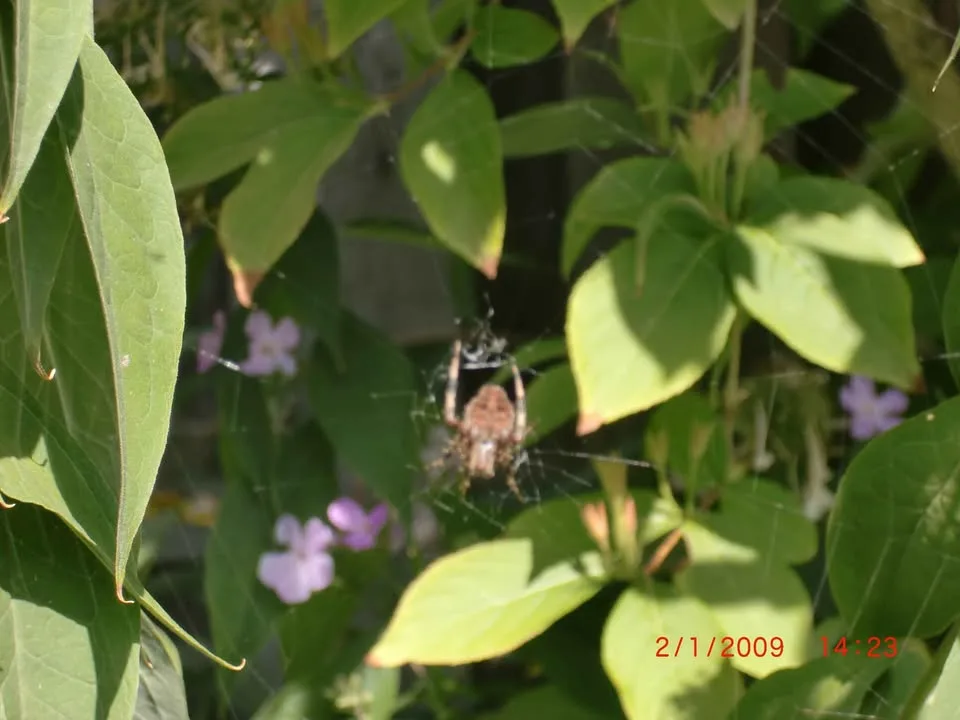 Casio Digital Camera Exilim EX-S12 digital camera image indicator(5)