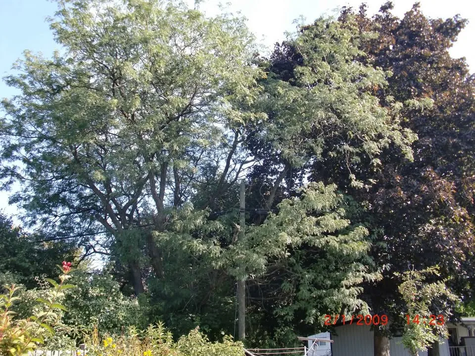 Casio Digital Camera Exilim EX-S12 digital camera image indicator(6)