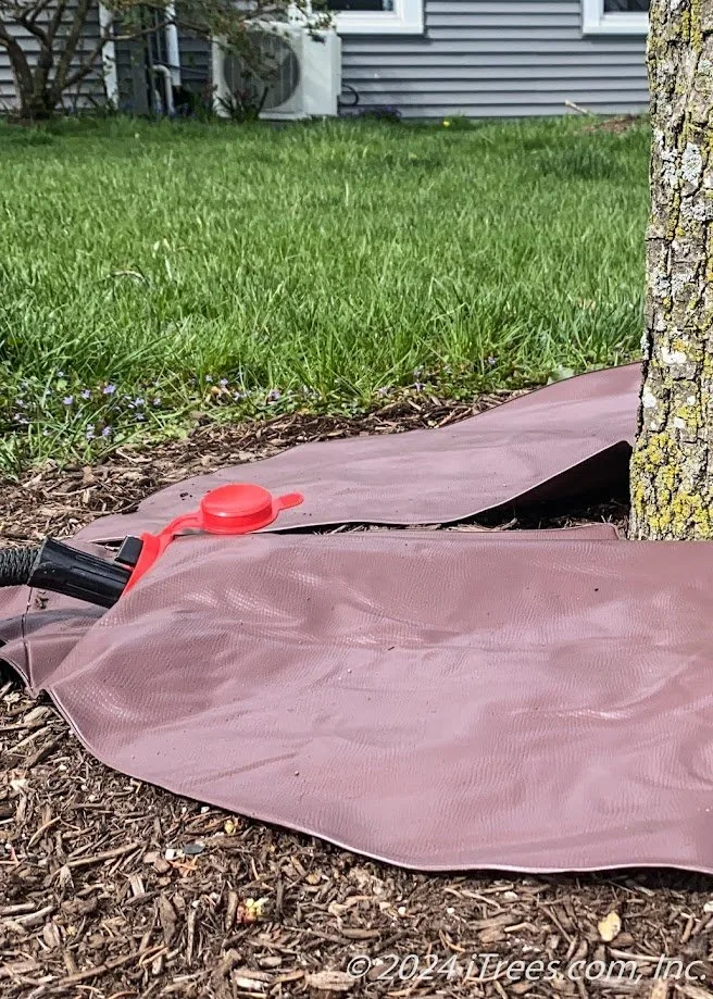 Treegator Jr. Slow Release Watering Bag - 15 gallons image indicator(4)